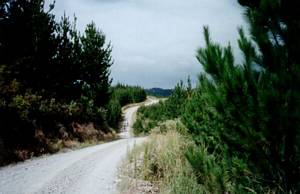 Image of waitangi03forestonridge.jpg