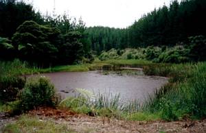 Image of waitangi03forestpond.jpg