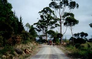 Image of waitangi03foreststart.jpg