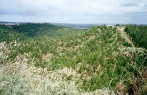 Image of waitangi03forestviewtowardskerikeri.jpg