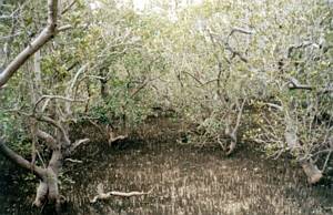Image of waitangi03mangroveforest.jpg
