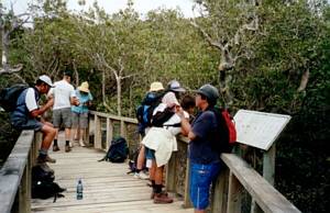 Image of waitangi03mangrovesrest.jpg