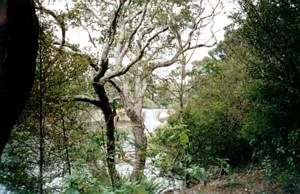 Image of waitangi03waitangitrackharurufalls.jpg