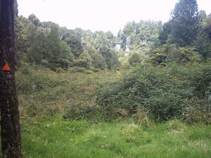 Image of waitomo04t6awaraublackberryflat.jpg