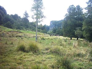 Image of waitomo04tawarauboggypasture.jpg
