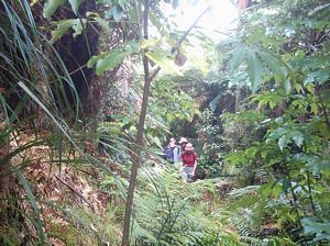 Image of waitomo04tawaraubushtrack2.jpg