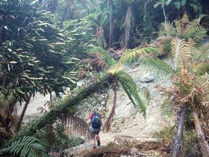 Image of waitomo04tawaraulandslide.jpg