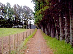 Image of watercare05pines3.jpg