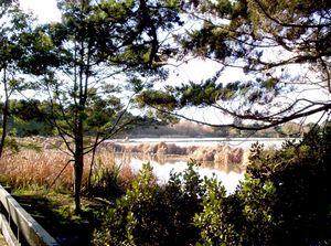 Image of wattledownsjul07gapond.jpg