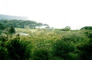 Image of wenderholm03view.jpg