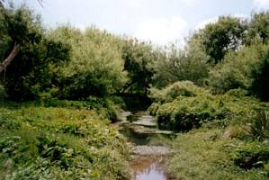 Image of westernsprings02pasadenastream.jpg