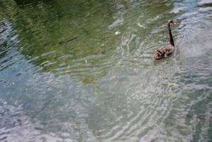 Image of westernsprings02swanandeels.jpg