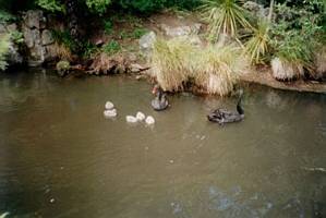 Image of westernsprings02swanfamily.jpg