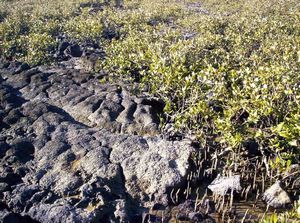 Image of westernspringsjun06ammeolareef.jpg