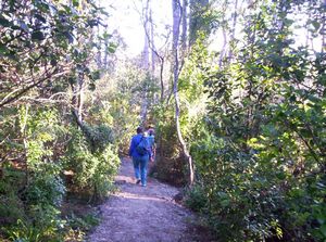 Image of westernspringsjun06bebushtrack.jpg