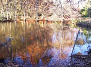 Image of westernspringsjun06bjpond.jpg