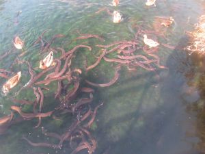 Image of westernspringsmar23p.jpg