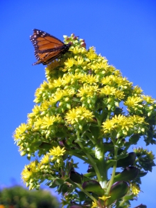 Image of westmere17n.jpg