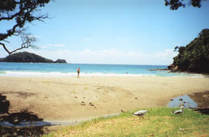 Image of whananaki02lunchbeachq.jpg