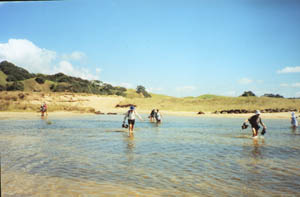 Image of whananaki02sandystreamwadeq.jpg