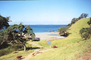 Image of whananaki02walkwaytaboobeachq.jpg