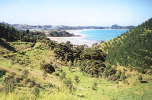 Image of whananaki02walkwayviewq.jpg