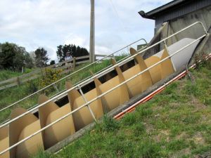 Image of whangamarino11cdscrewulum.jpg