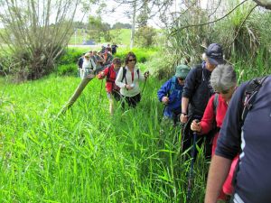 Image of whangamarino11easwamp.jpg