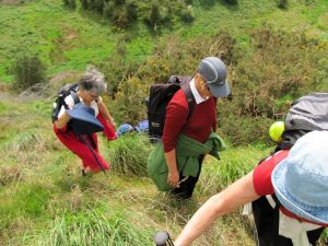 Image of whangamarino11glscramble.jpg