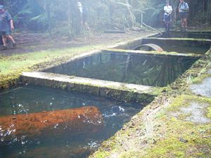 Image of whangamata04luckatlastcyanideponds.jpg