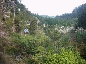 Image of whangamata04luckatlastsettingout.jpg