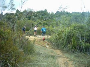 Image of whangamata04wentworthlooptrack2.jpg