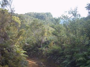 Image of whangamata04wentworthlooptrackview.jpg