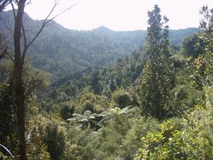 Image of whangamata04wentworthwirestrackview.jpg