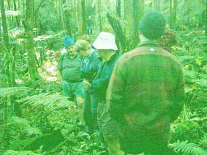 Image of whangareiabtc04satpukenuibush.jpg