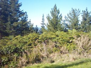 Image of whangareiabtc04satviewfromtrig.jpg