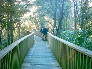Image of whangareiabtc04suncanopywalk.jpg