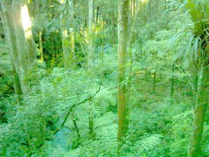 Image of whangareiabtc04suncanopywalkview.jpg