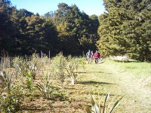 Image of whangareiabtc04sunfallswalkway.jpg