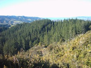 Image of whangareiabtc04sunviewfromvehicletrack.jpg