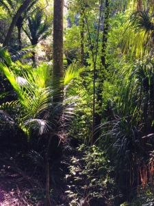 Image of whangateaujun18c.jpg