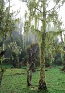 Image of whareorino103.jpg