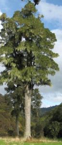 Image of whareorino104.jpg