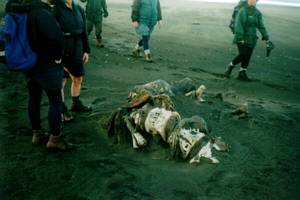 Image of whatipu02corpse.jpg