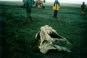 Image of whatipu02corpse2.jpg