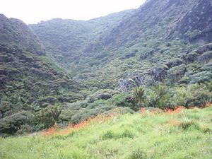 Image of whatipufeb05pararahavalley.jpg