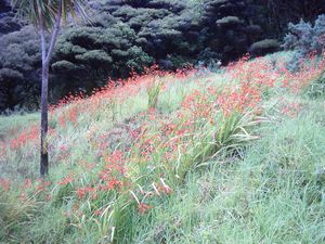 Image of whatipufeb05redflowers.jpg