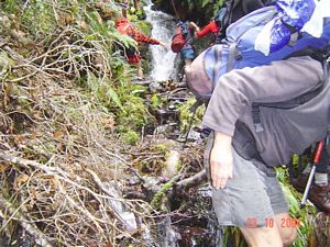 Image of whirinaki04descendingwaterfal2l.jpg