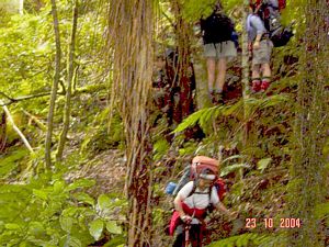 Image of whirinaki04sun017.jpg