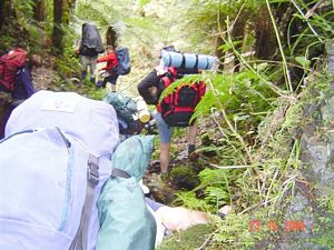 Image of whirinaki04sun019.jpg